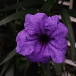 Angelito Abelardo - @abelardoangelito - Instagram