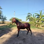 Abelardo Camacho - Facebook