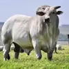 Abelardo Cantu - @abelardo.cantu - TikTok