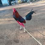 Abelardo Castro - Facebook