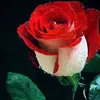Abelardo Galindo329 - @abelardogalindo2 - TikTok