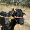 Abelardo - @abelardohuertalpe - TikTok