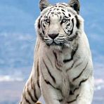 Abelardo Jaquez - Facebook