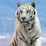 Abelardo Jaquez - Facebook