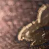Abelardo Marquez - @abelardo.marquez71 - TikTok