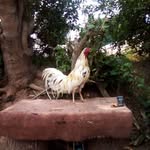Abelardo Robles - @abelardo.robles.330 - Instagram