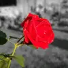Abhinav Roy❤️❤️ - @abhi_abhinav_roy - TikTok
