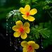 Abi Chandra - Facebook