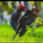 Abi Senthil - @abi.99007 - Instagram