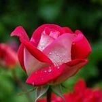 Abi Subramanian - @abi.subramanian.188 - Instagram