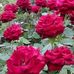Abid Aslam Nursery Farm - Facebook