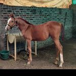 Abid Bhatti - @abid.bhatti.904 - Instagram