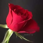 Abid Jamil - @abid.jamil.1840 - Instagram