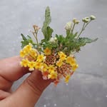 Abida Shaheen - @abida_abbasi12 - Instagram