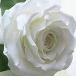 Abida Afzal - @afzal2010abida - Instagram