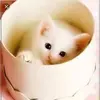 Abida Afzal - @abida.afzal3 - TikTok