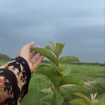 Abidaafzal - @abida_afzal_ - Instagram