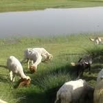 Abida Ahmad - @abida5305 - Instagram
