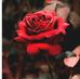 Abida Ahmed - Facebook