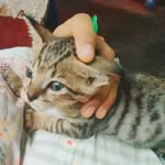Abida Begum - @abida_ansare_8099 - Instagram