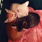 Abigail, Apple, & Andrew - @abigail.apple.andrew - Instagram