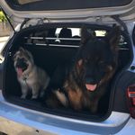 Abigail and Ares - @gsd_abigail_and_ares - Instagram