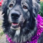 Abigail Barry - @freya_thefluffy - Instagram