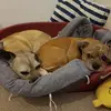 Dogs - @abigail.beale123 - TikTok