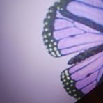 Abigail Beardsley - Facebook