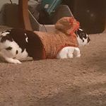 abigail bender - @tess_the_bunnie - Instagram