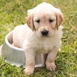 Abigail Boardman - @pets.cute.pics - Instagram