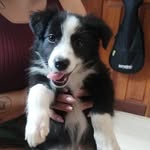 Princesa Sammy Abigail - @a_border_sammy_abigail - Instagram