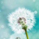 Abigail Bostic - Facebook