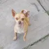 paola y mi perrita Dorys - @abigailbotello27 - TikTok