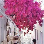 Abigail ufylf Bouchard - @goncabaturalp_418674 - Instagram