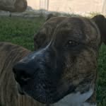 Abigail Lyn Bowles - @abigailbowles_dog4 - Instagram