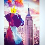 Abi - @abigail.boxer - Instagram