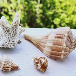 Abigail Bragg - @amishellcompany - Instagram