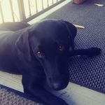 abigail briggs - @glitter_unicorns2007 - Instagram