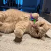 abigailbrittish - @abigailbrittish - TikTok