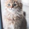 Aaaabbbbsssss🐈 - @abigail.bronson - TikTok