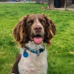 Abigail Browning - @targheepetsalon - Instagram