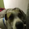 abigail_buck13 - @abigail_buck13 - TikTok