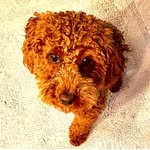 Abigail Burrows - @abigailburrowstoypoodle - Instagram