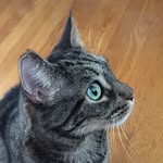 Abby & Pepper - @abigailbuttons - Instagram