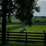 Abigail - @cavallo.creations - Instagram