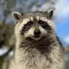 Raccoonie - @abigailcheney485 - TikTok
