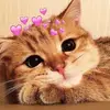 abigail_custodio - @abigail_cust944 - TikTok
