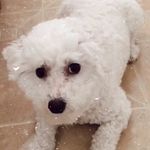 Abigail dodds doggy - @_molly_dodds_ - Instagram