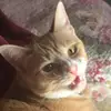 abigaildolanactress - @maryqueenofsocks - TikTok